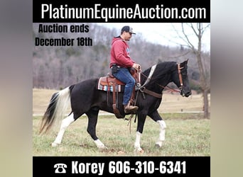 Tennessee walking horse, Hongre, 10 Ans, 152 cm, Tobiano-toutes couleurs, in Whitley City KY,