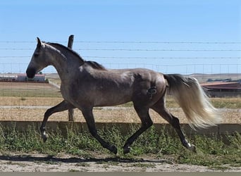 PRE Mix, Gelding, 8 years, 15.2 hh, Gray, in MADRID,