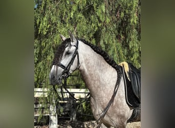 Lusitano, Ruin, 4 Jaar, 157 cm, Appelschimmel, in Devesa