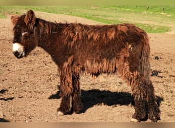 Esel, Stute, 2 Jahre, 138 cm, Brauner, in Bornich,