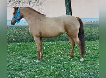 Más ponis/caballos pequeños, Yegua, 5 años, 126 cm, Alazán, in Rechnitz