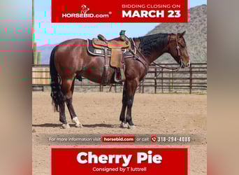 American Quarter Horse, Gelding, 6 years, 15 hh, Roan-Bay, in Wickenburg