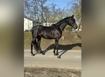 Oldenburg, Gelding, 4 years, 16,1 hh, Brown, in Phöben