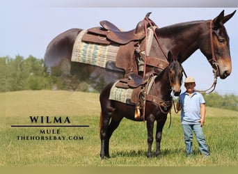 Mulo, Yegua, 5 años, 147 cm, in Strunk, KY,