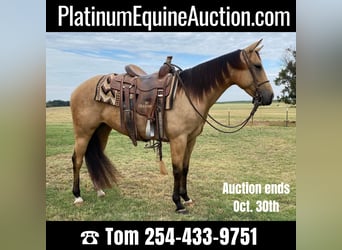 Quarter horse américain, Hongre, 6 Ans, 142 cm, Buckskin, in Rising Star, TX,