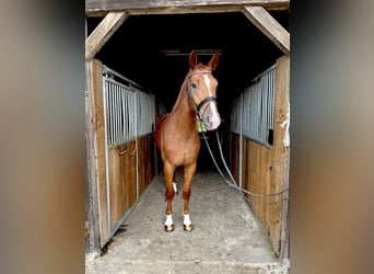 Koń westfalski, Wałach, 3 lat, 170 cm, Kasztanowata, in Greven,