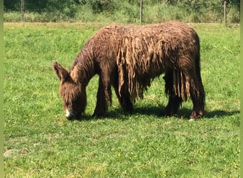 Esel, Stute, 7 Jahre, 138 cm, Brauner, in Bornich,