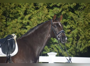Westphalian, Gelding, 5 years, 17,1 hh, Chestnut, in Dätgen