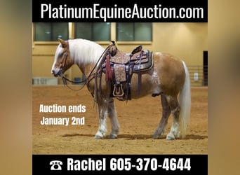 American Quarter Horse, Gelding, 11 years, Sorrel, in Rusk TX,