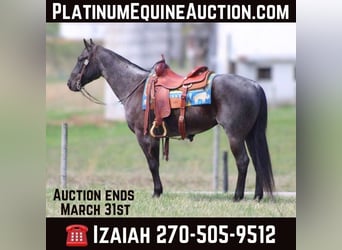 Quarter horse américain, Hongre, 5 Ans, 152 cm, Rouan Bleu, in Sonora KY,