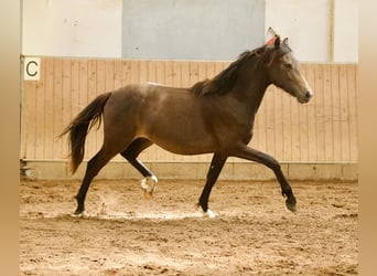 Westfaal, Hengst, 2 Jaar, 164 cm, Buckskin, in Hohenahr