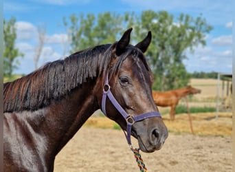 Hanovrien, Étalon, 3 Ans, 164 cm, Noir, in Magdeburg,