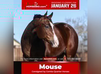 American Quarter Horse, Castrone, 7 Anni, 157 cm, Baio ciliegia, in Cleburne