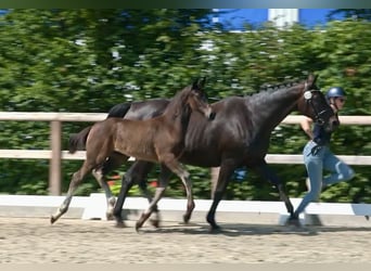 Stallion 