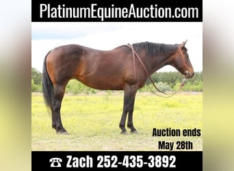 American Quarter Horse, Merrie, 14 Jaar, 157 cm, Roodbruin, in Moydock NC,