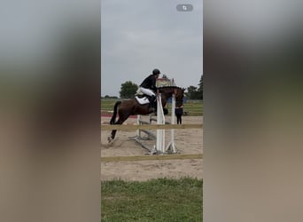 Reitbeteiligung gesucht ( RsP)