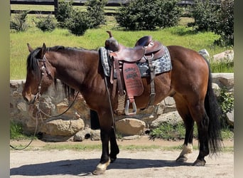 American Quarter Horse, Wallach, 8 Jahre, Rotbrauner, in Murrieta, CA,
