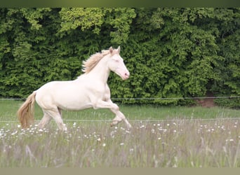 PRE, Stallion, 3 years, 15.2 hh, Perlino, in Kirn