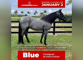 American Quarter Horse, Wallach, 10 Jahre, Roan-Blue, in Buffalo, WY,