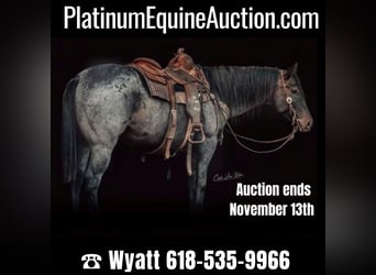 Quarter horse américain, Hongre, 7 Ans, 155 cm, Rouan Bleu, in Lewistown IL,