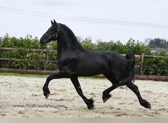 Fries paard, Hengst, 3 Jaar, 165 cm, Zwart, in mijnsheerenland,