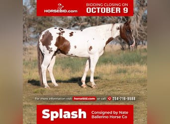 Paint Horse, Ruin, 9 Jaar, 150 cm, Gevlekt-paard, in Waco, TX,