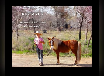 Amerikansk ponny, Valack, 7 år, 94 cm, Fux, in Antlers, OK,
