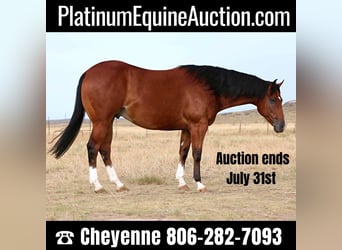 Quarter horse américain, Hongre, 8 Ans, 155 cm, Bai cerise, in Canyon TX,