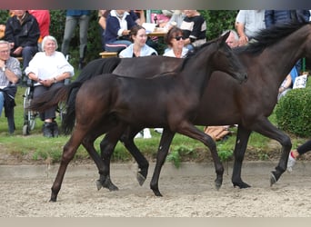 Trakehner, Stallion, 1 year, 16.1 hh, Black, in Syke,