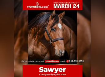 Quarter horse américain Croisé, Jument, 5 Ans, 145 cm, Isabelle, in Whitesboro, TX,