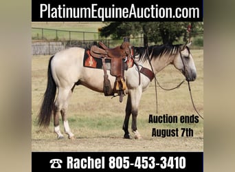 Quarter horse américain, Hongre, 11 Ans, 150 cm, Buckskin, in Fort Worth TX,