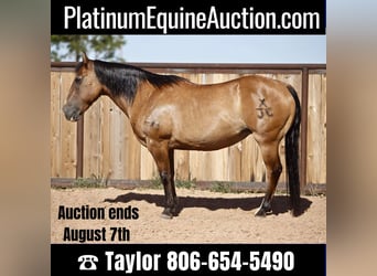 Quarter horse américain, Hongre, 16 Ans, 137 cm, Buckskin, in Amarillo Tx,