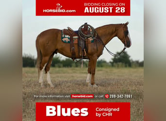 Paint Horse, Gelding, 9 years, 15.1 hh, Sorrel, in Mt Vernon, TX,