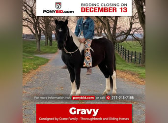 Plus de poneys/petits chevaux, Hongre, 6 Ans, 112 cm, in Lebanon, PA,