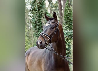 KWPN, Caballo castrado, 5 años, 175 cm, Castaño oscuro, in Haaksbergen,