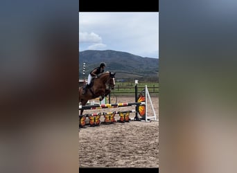 Belgisches Warmblut, Stute, 6 Jahre, 170 cm, Fuchs, in Mulhouse,