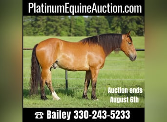 Quarter horse américain, Hongre, 8 Ans, Isabelle, in Huntsville TX,