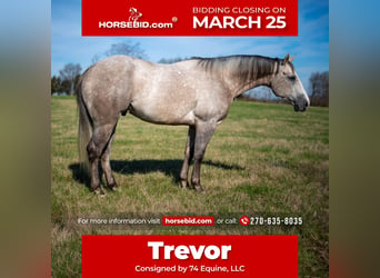 Quarter horse américain, Hongre, 5 Ans, 152 cm, Gris, in Madisonville,
