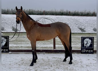 Duits sportpaard, Merrie, 7 Jaar, 161 cm, Brauner, in Mengen,