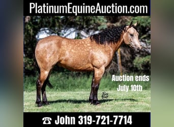 Quarter horse américain, Hongre, 8 Ans, 152 cm, Buckskin, in Libson IA,