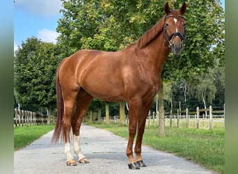 Westphalian, Mare, 5 years, 16 hh, Chestnut-Red, in Langenberg,