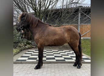 Icelandic Horse, Mare, 6 years, 13.2 hh, Black, in Lochen am See,