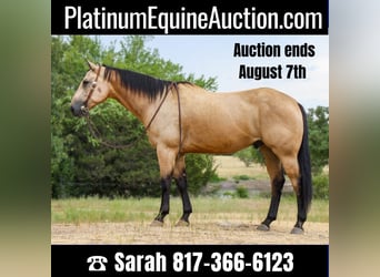 American Quarter Horse, Wałach, 7 lat, 157 cm, Jelenia, in weatherford TX,