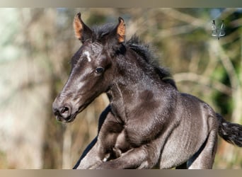 PRE, Stallion, Foal (03/2024), 16.1 hh, Black, in Deauville,