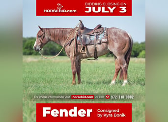 American Quarter Horse, Ruin, 5 Jaar, Roan-Red, in Addison, TX,