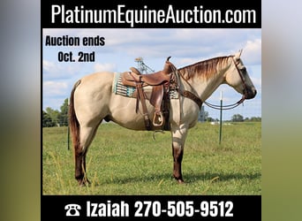 Quarter horse américain, Hongre, 13 Ans, 157 cm, Buckskin, in Sonora KY,