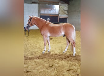 Haflinger, Hengst, 4 Jahre, 152 cm, in Alzingen,