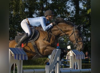 Sportivo Tedesco / Sportivo della Germania, Castrone, 10 Anni, 173 cm, Baio scuro, in Groß Schierstedt