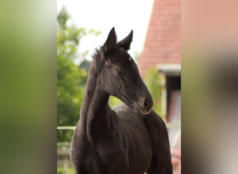 Hengst 