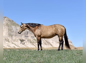American Quarter Horse, Stute, 10 Jahre, 152 cm, Buckskin, in Bayard, Nebraska,